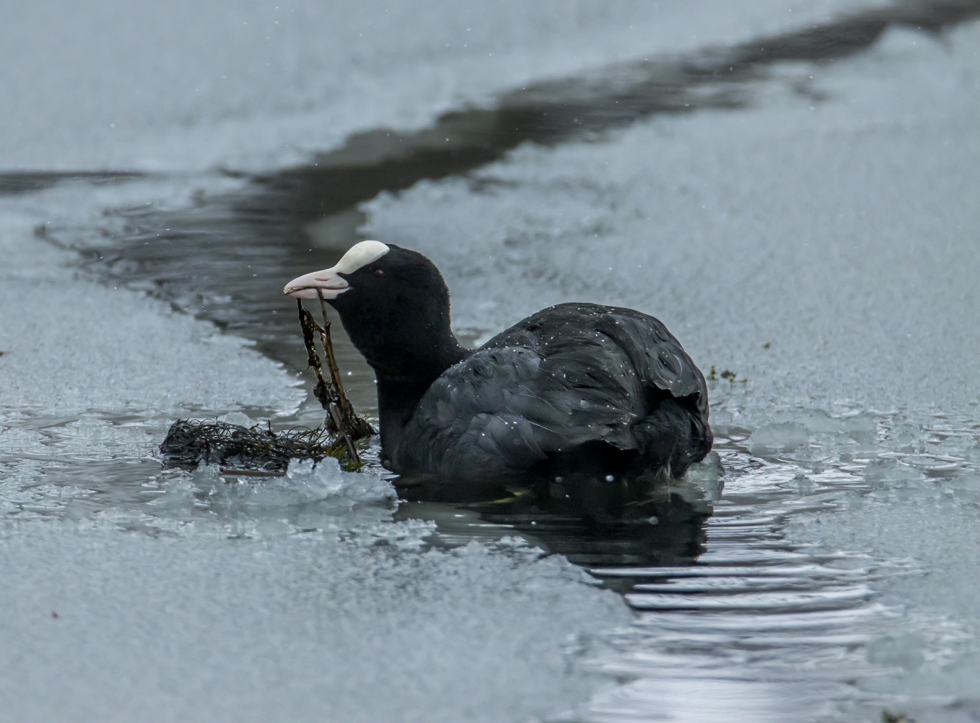 Välievästä nokkaan.