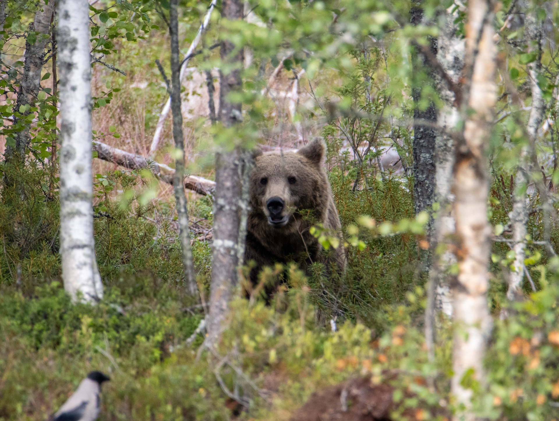 Ensimmäinen jässikkä kurkistikin puun takaa ennen kuin aavistinkaan.